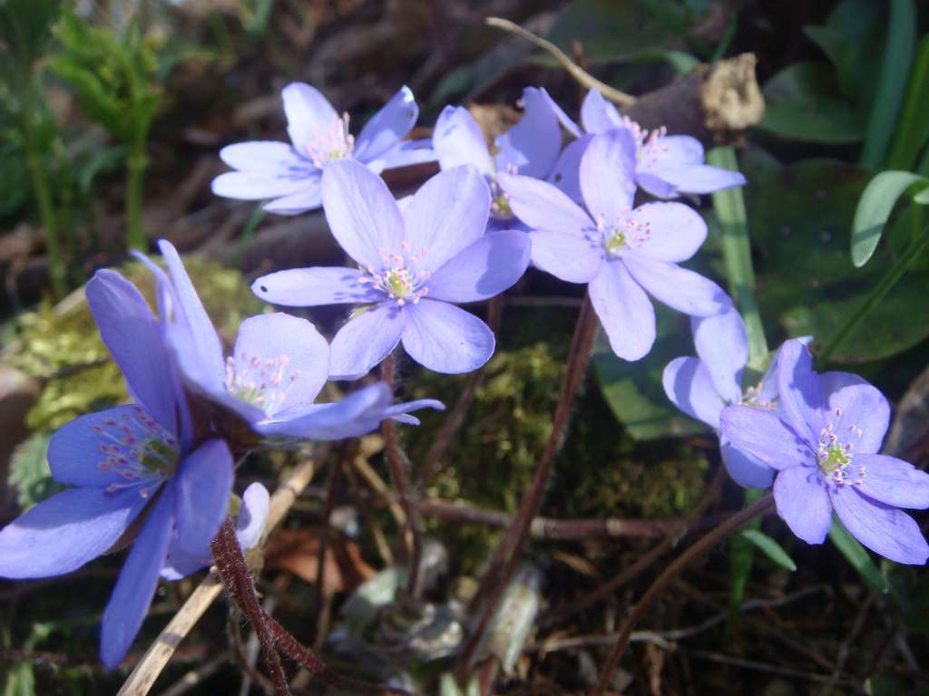 Zeliščarji na terenu